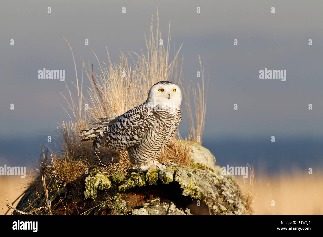 Snowy owl (Nyctea scandiaca),  Boundary Bay, British Columbia. Stock Photo