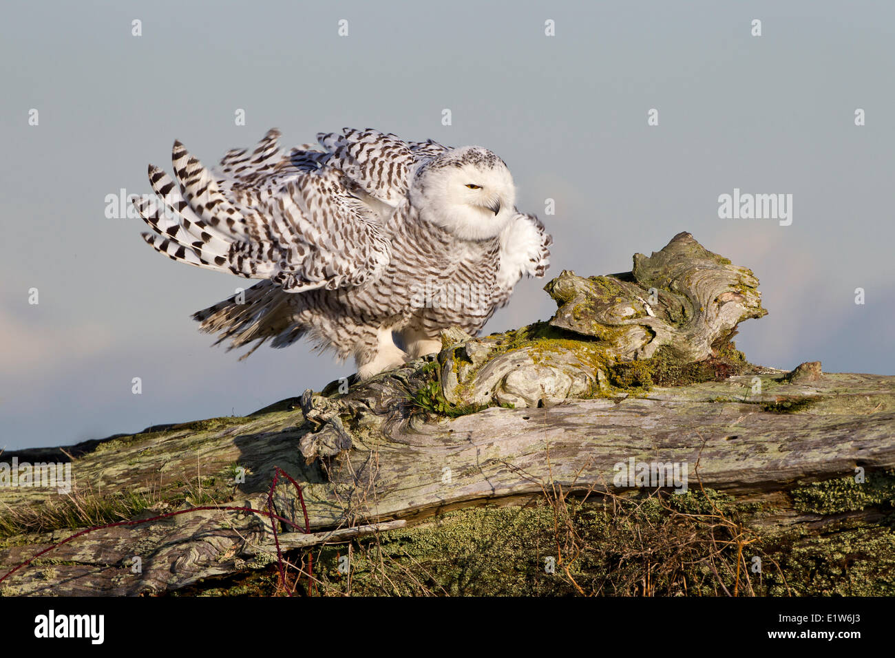 Snowy owl (Nyctea scandiaca), ruffling feathers, Boundary Bay, British Columbia. Stock Photo