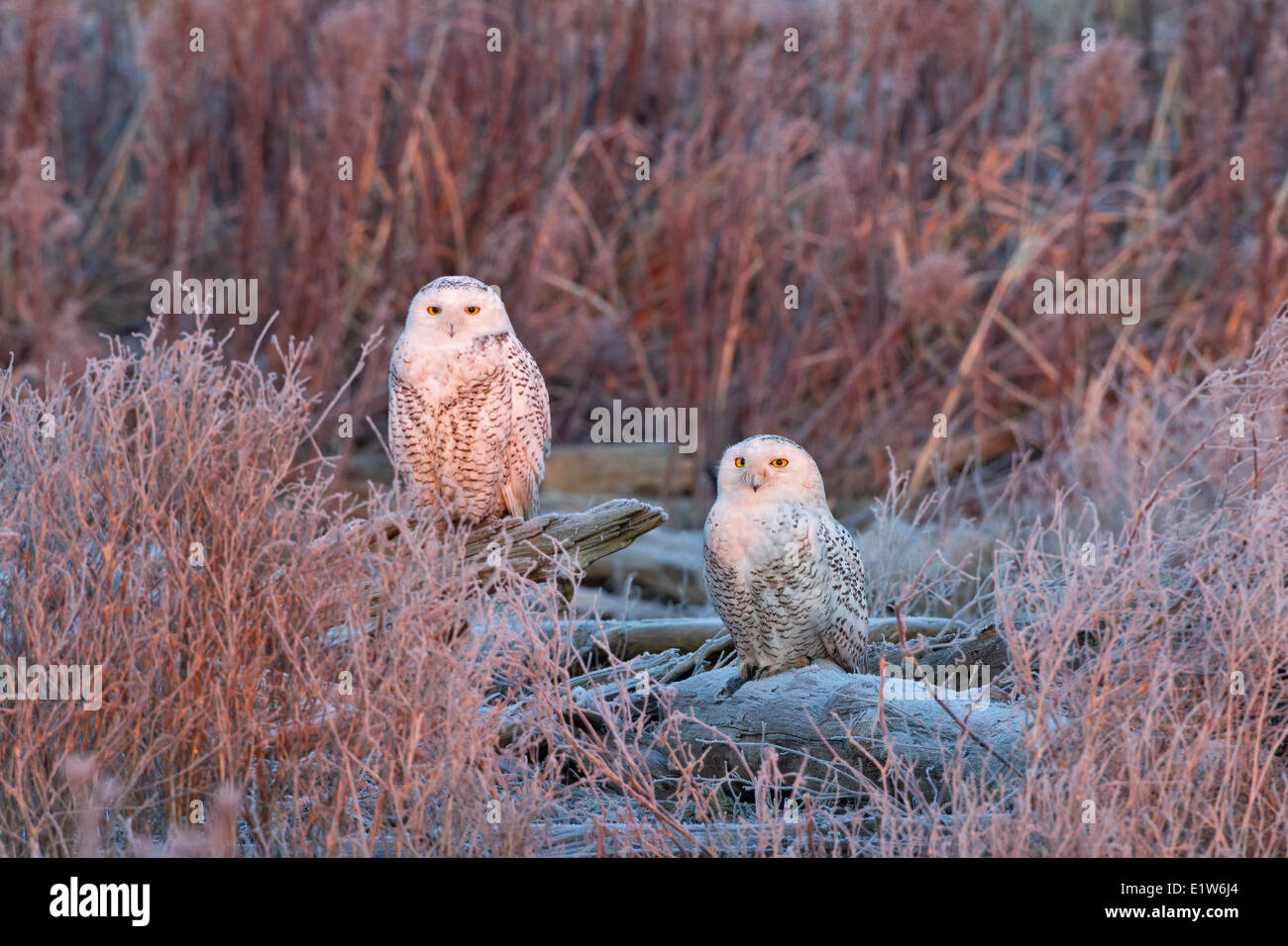 Snowy owl (Bubo scandiacus), at first light, with hoarfrost, Boundary Bay, British Columbia. Stock Photo