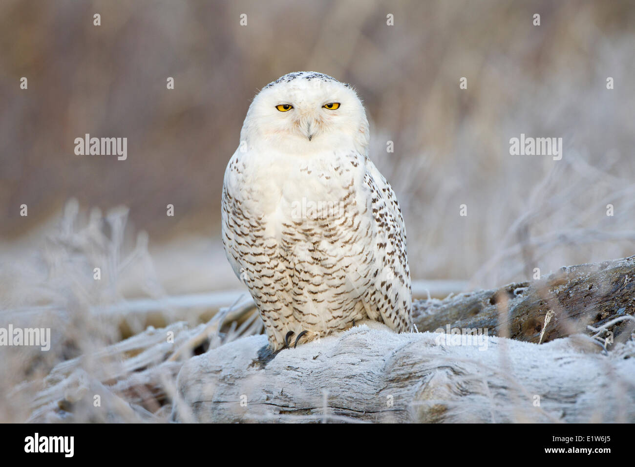 Snowy owl (Bubo scandiacus), and hoarfrost, Boundary Bay, British Columbia. Stock Photo