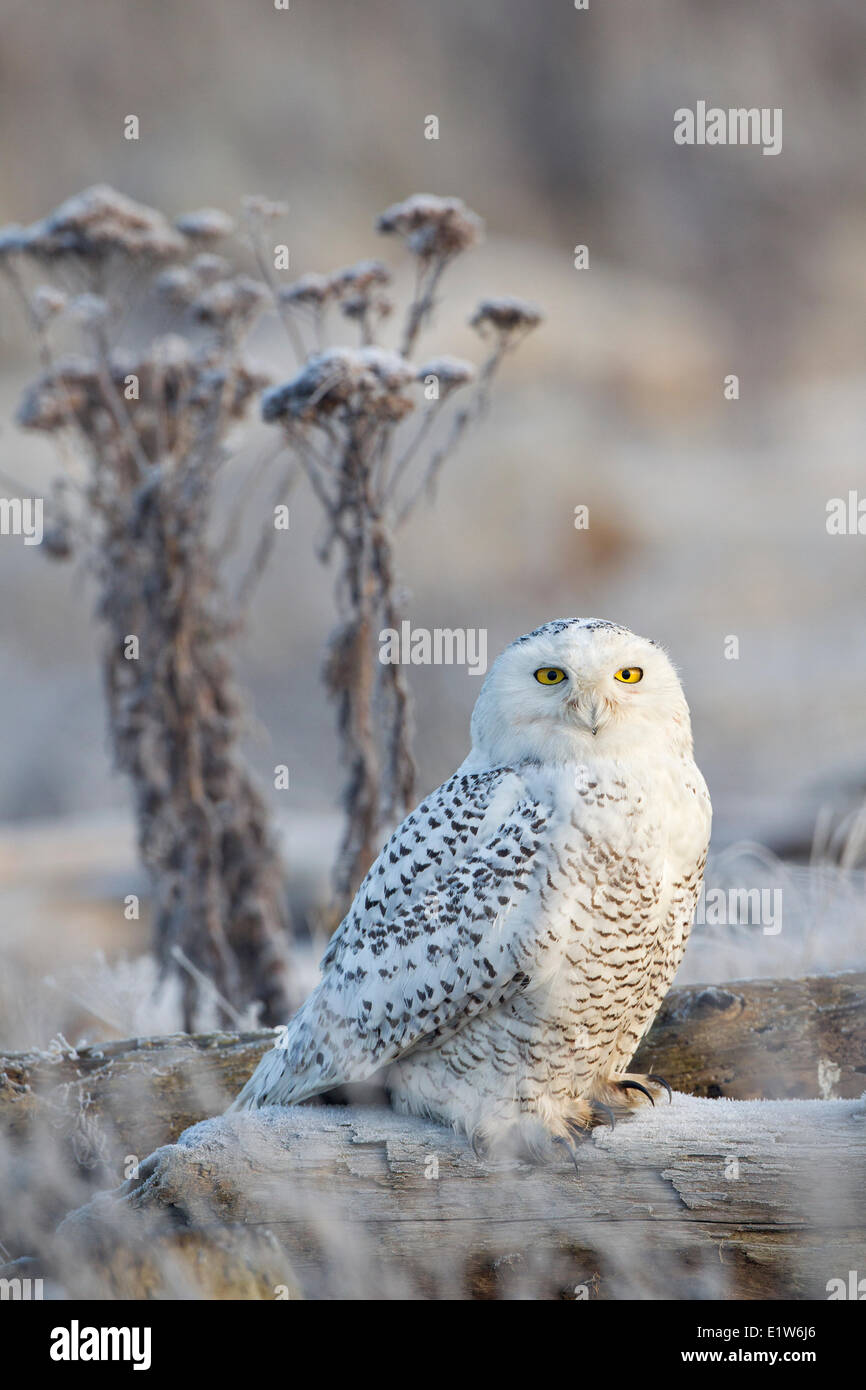 Snowy owl (Bubo scandiacus), and hoarfrost, Boundary Bay, British Columbia. Stock Photo