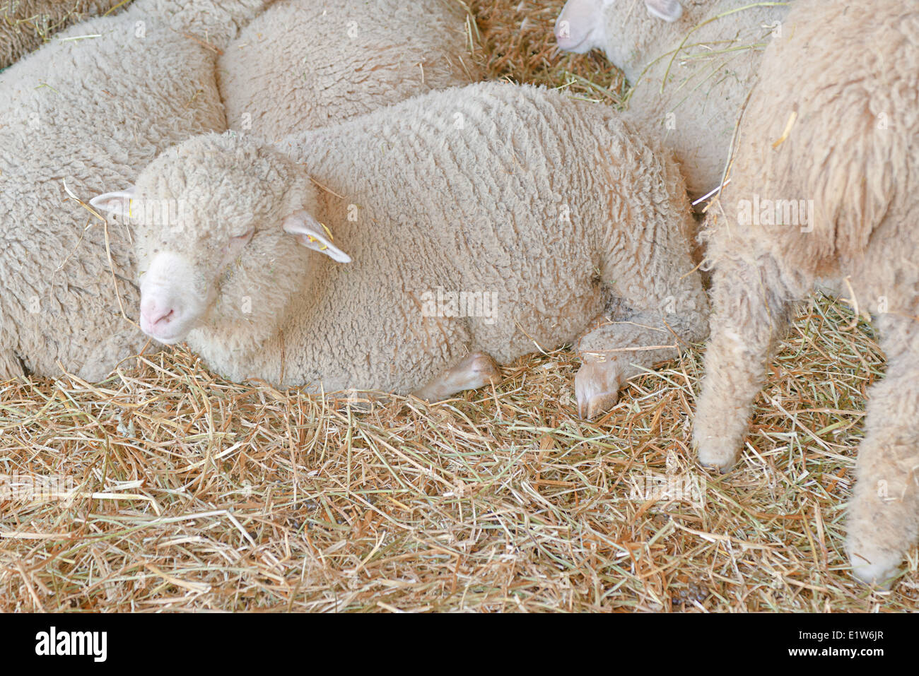 Sheep on the farm. Farm animals. Stock Photo