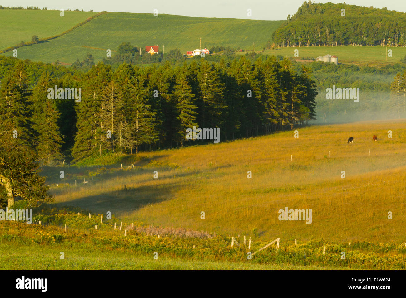 Cattle grazing, Pleasant Valley, Prince Edward Island, Canada Stock Photo