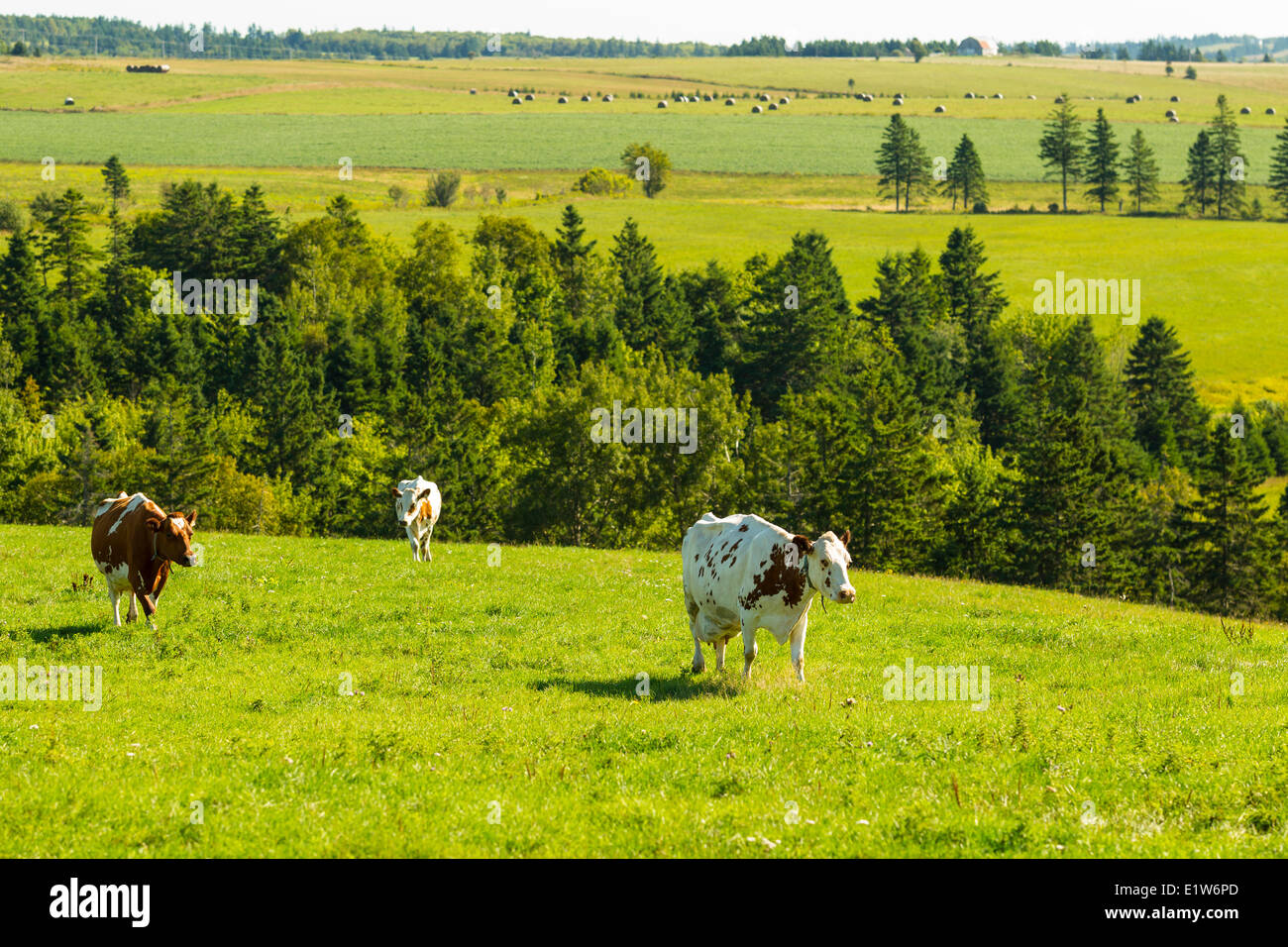 Dairy cows, Fredericton, Prince Edward Island, Canada Stock Photo Alamy