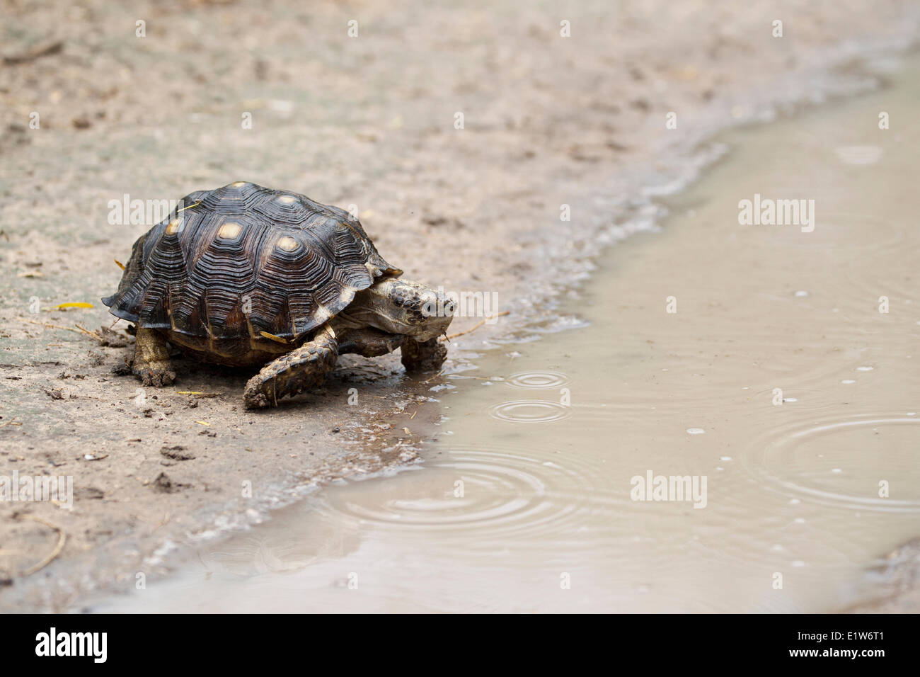 Texas tortoise (Gopherus berlandieri) male about to drink at puddle in dirt road Martin Refuge near Edinburg South Texas. This Stock Photo