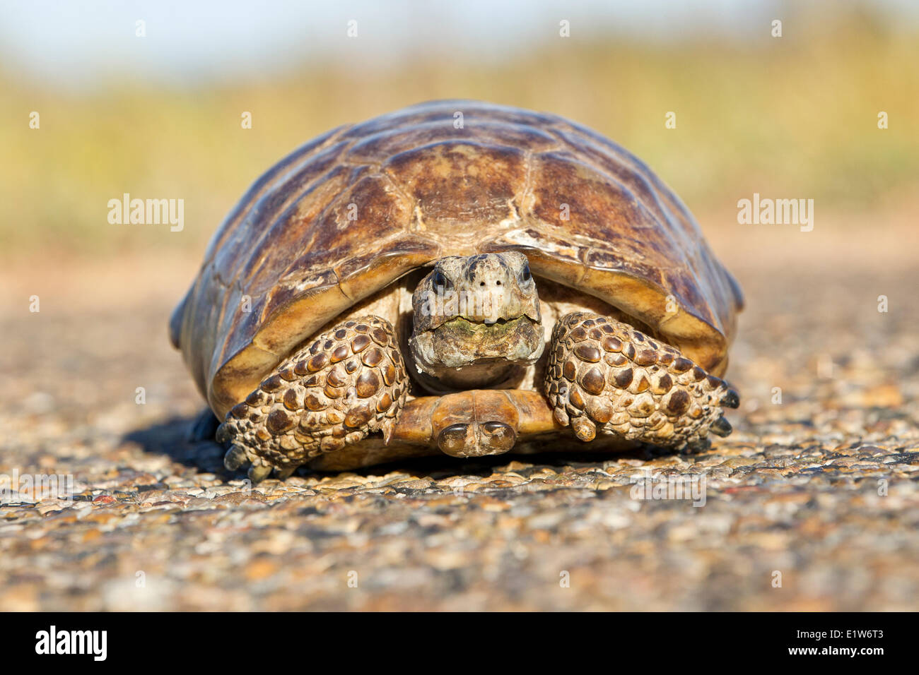 Texas tortoise (Gopherus berlandieri), male,(very briefly controlled), Laguna Atascosa National Wildlife Refuge, Texas. Stock Photo