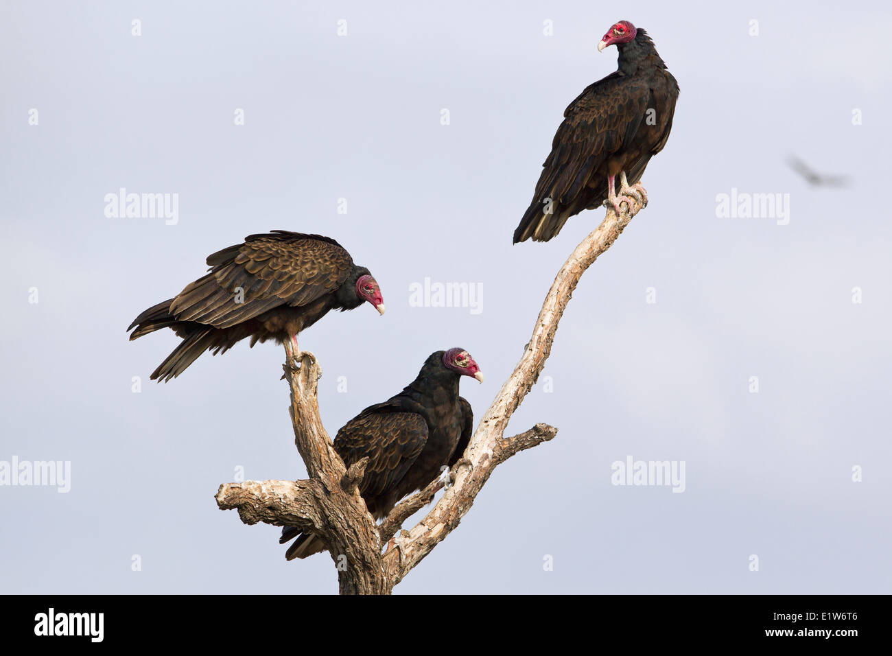 Tturkey vultures (Cathartes aura),  Martin Refuge, near Edinburg, South Texas. Stock Photo