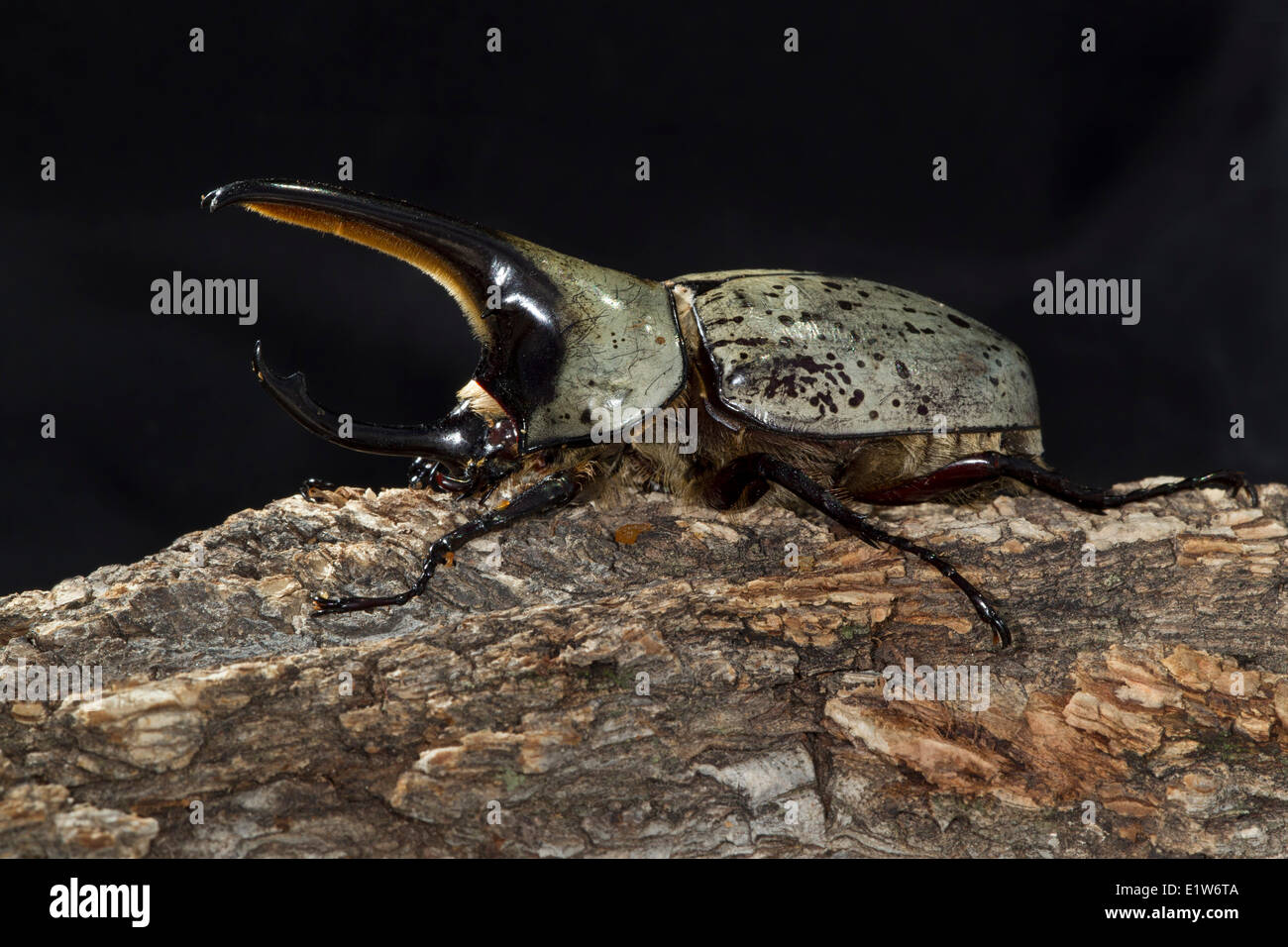Western Hercules beetle (Dynastes granti), male, from Carr Canyon, Arizona. (captive) Stock Photo