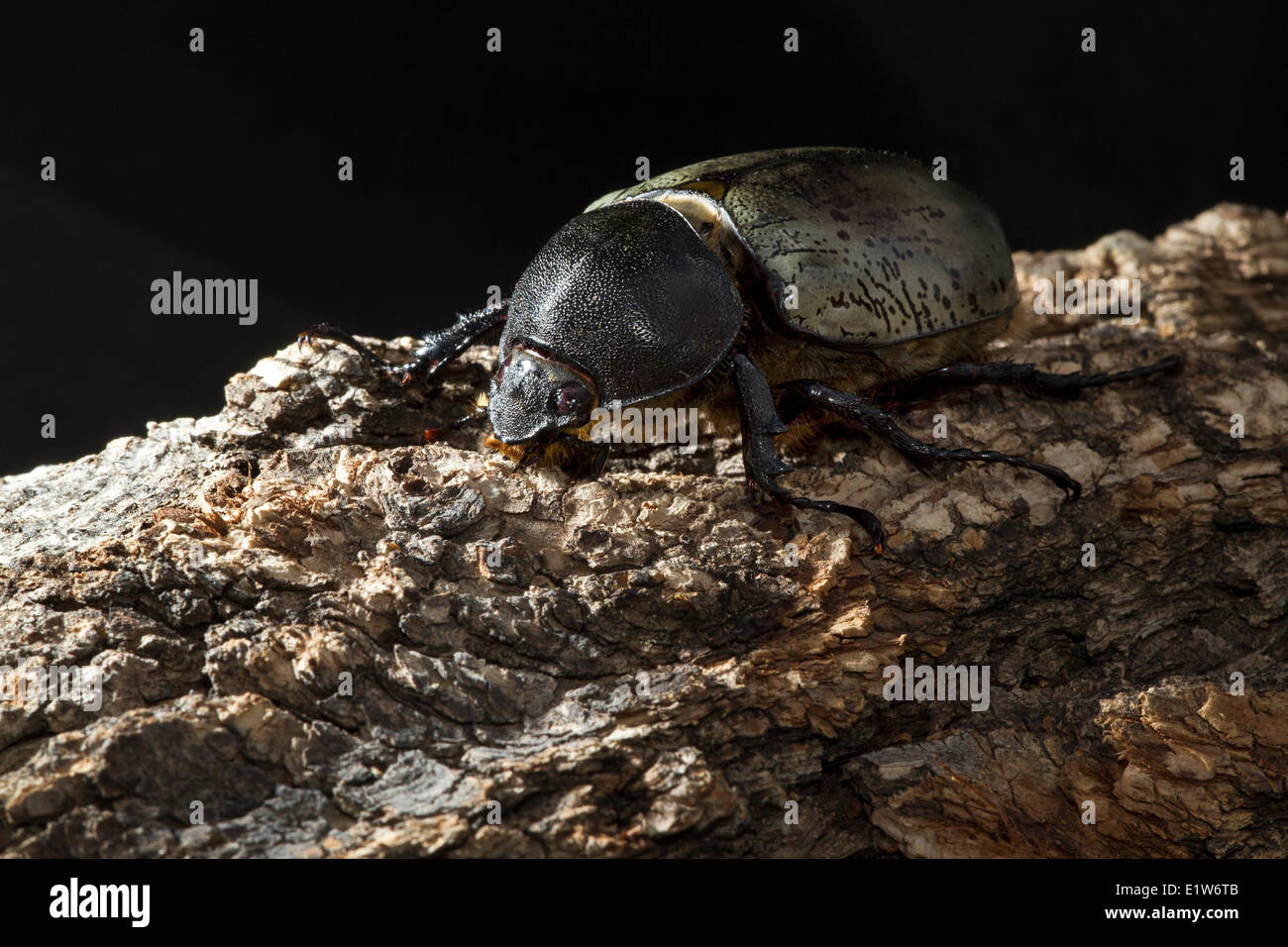 Western Hercules beetle (Dynastes granti), female, from Carr Canyon, Arizona. (captive) Stock Photo