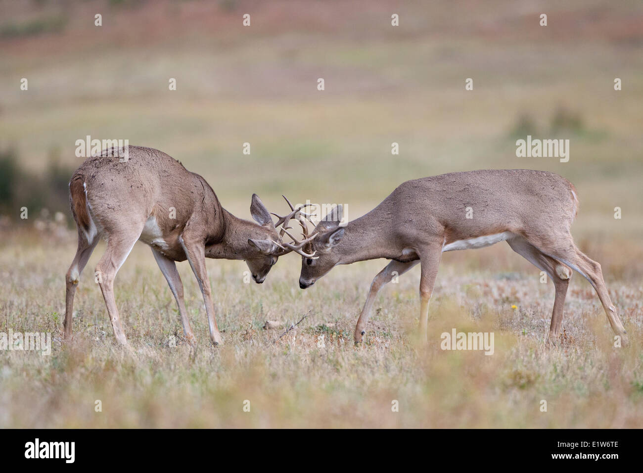 White-tailed deer (Odocoileus virginianus), bucks sparring, Custer State Park, South Dakota. Stock Photo