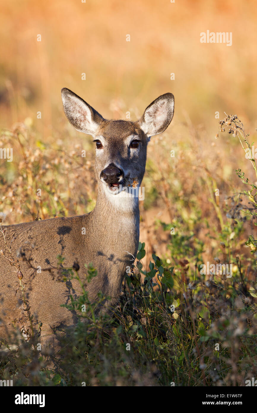 White-tailed deer (Odocoileus virginianus), doe eating, Custer State Park, South Dakota. Stock Photo