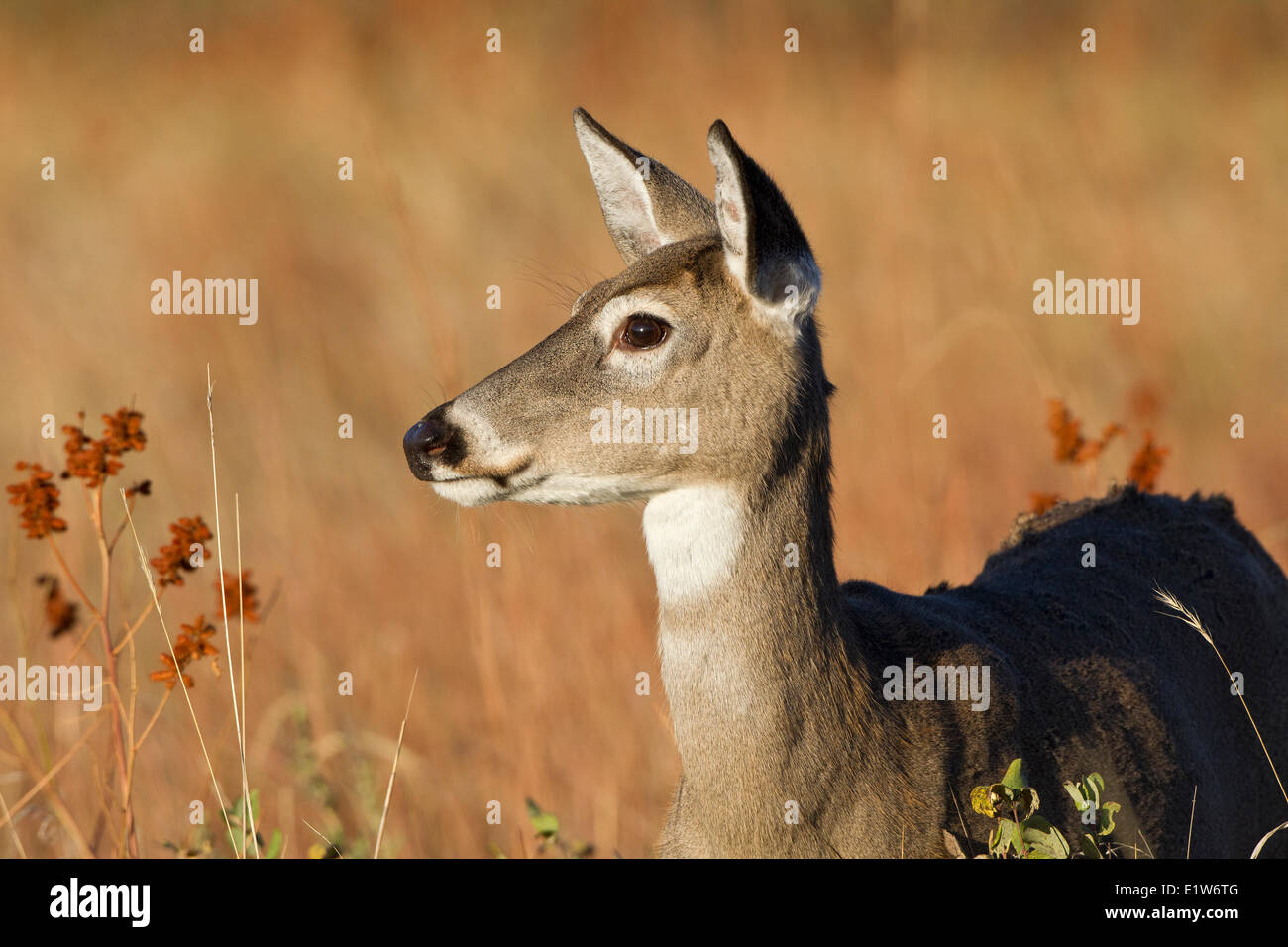 White-tailed deer (Odocoileus virginianus), doe, Custer State Park, South Dakota. Stock Photo