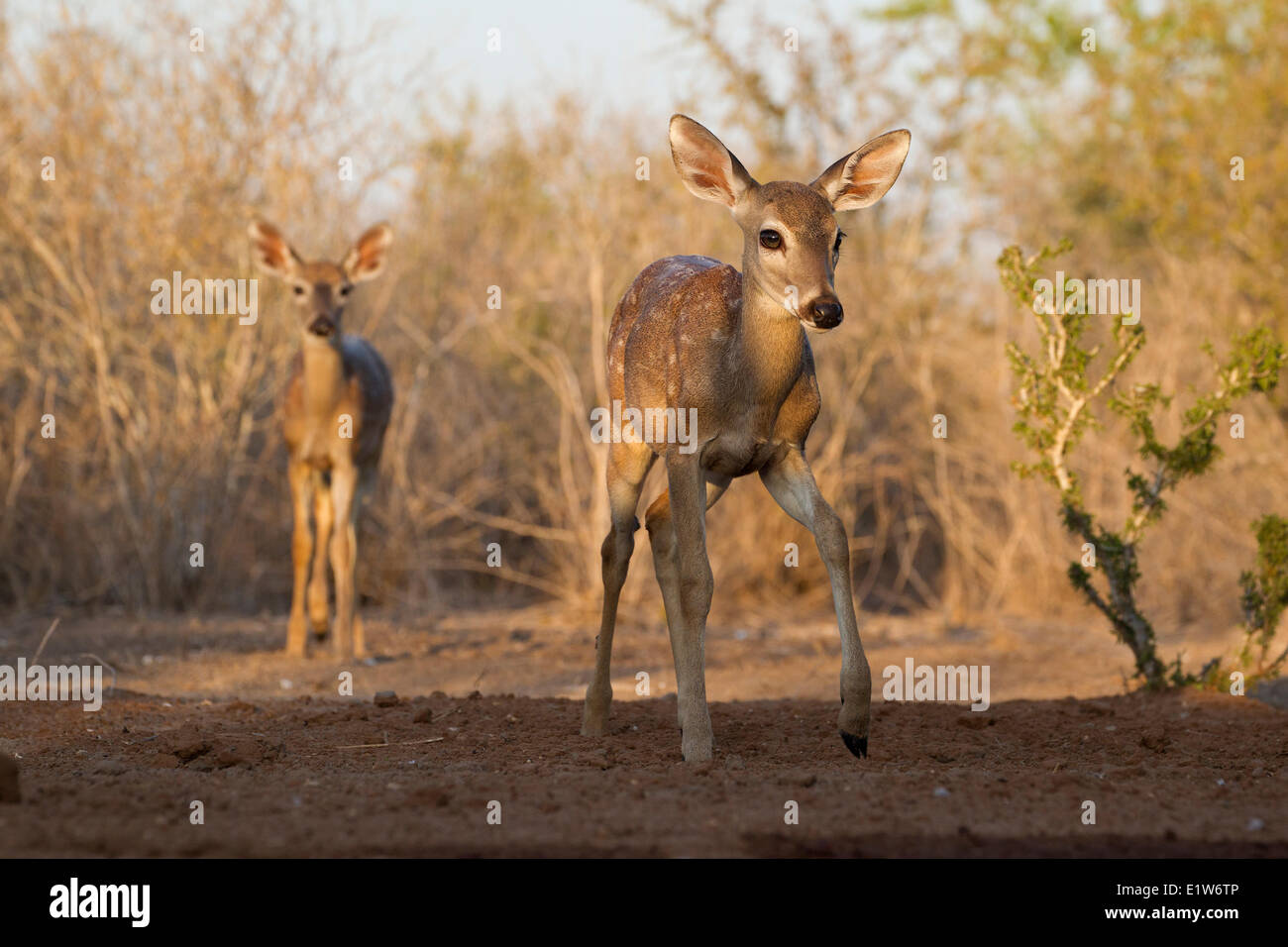 White-tailed deer (Odocoileus virginianus), fawns, Santa Clara Ranch, near Edinburg, South Texas. Stock Photo