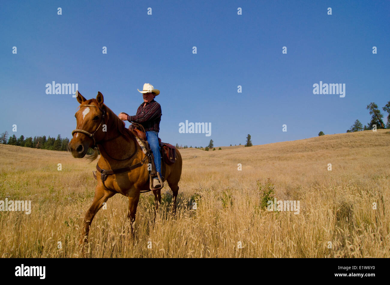 Cowboy rides his horse freely through the ranch lands near Princeton in