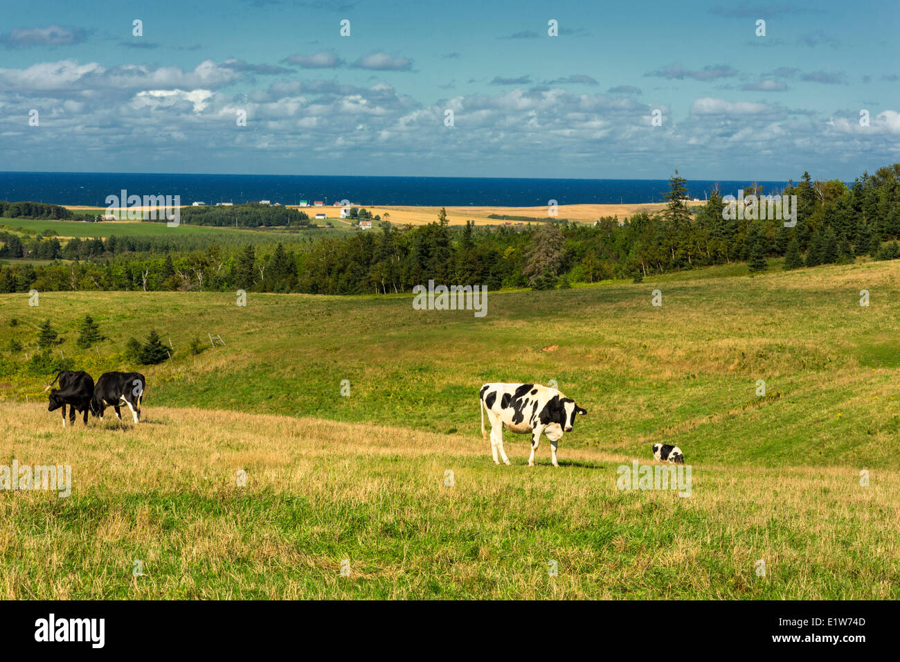 Grazing cattle river hires stock photography and images Alamy