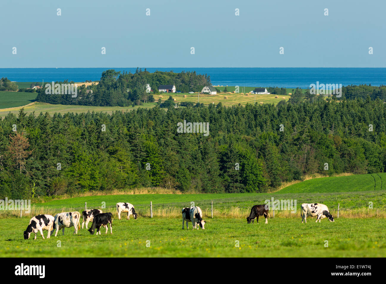 Dairy cows grazing, Irishtown, Prince Edward Island, Canada Stock Photo