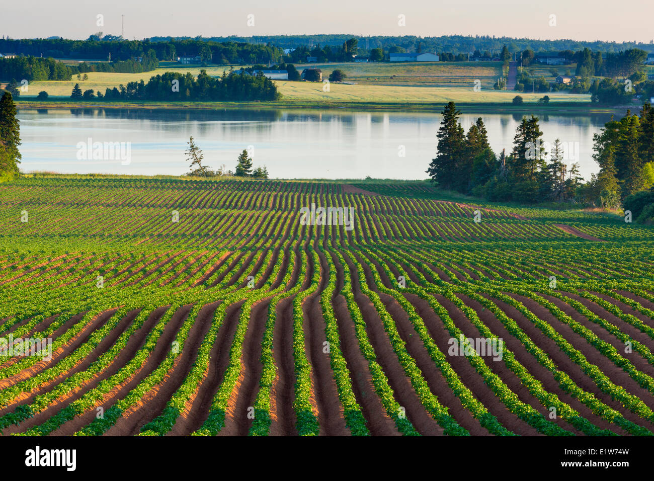 Potatoe field in spring, Fairview, Prince Edward Island, Canada Stock Photo