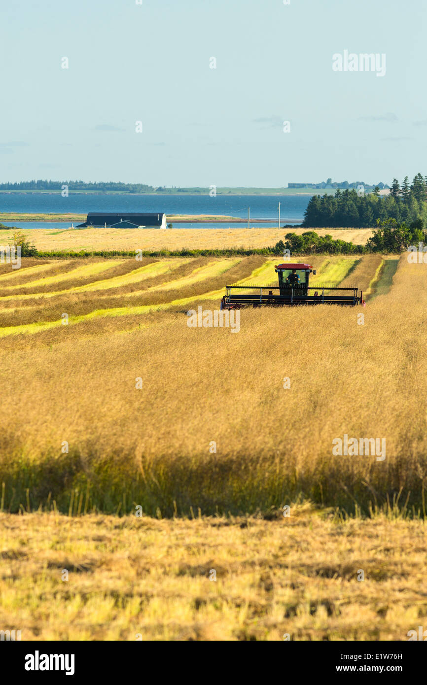 Harvesting grain, Sherbrooke, Prince Edward Island, Canada Stock Photo