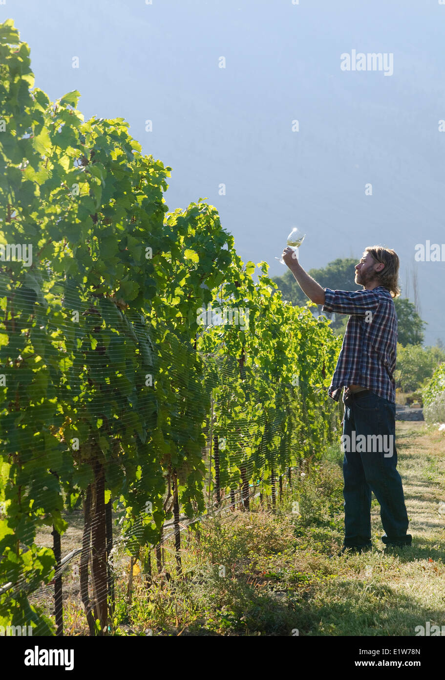 Winemaker samples wine in the vineyards of Eau Vivre winery in Keremeos in the Similkameen region of British Columbia, Canada Stock Photo