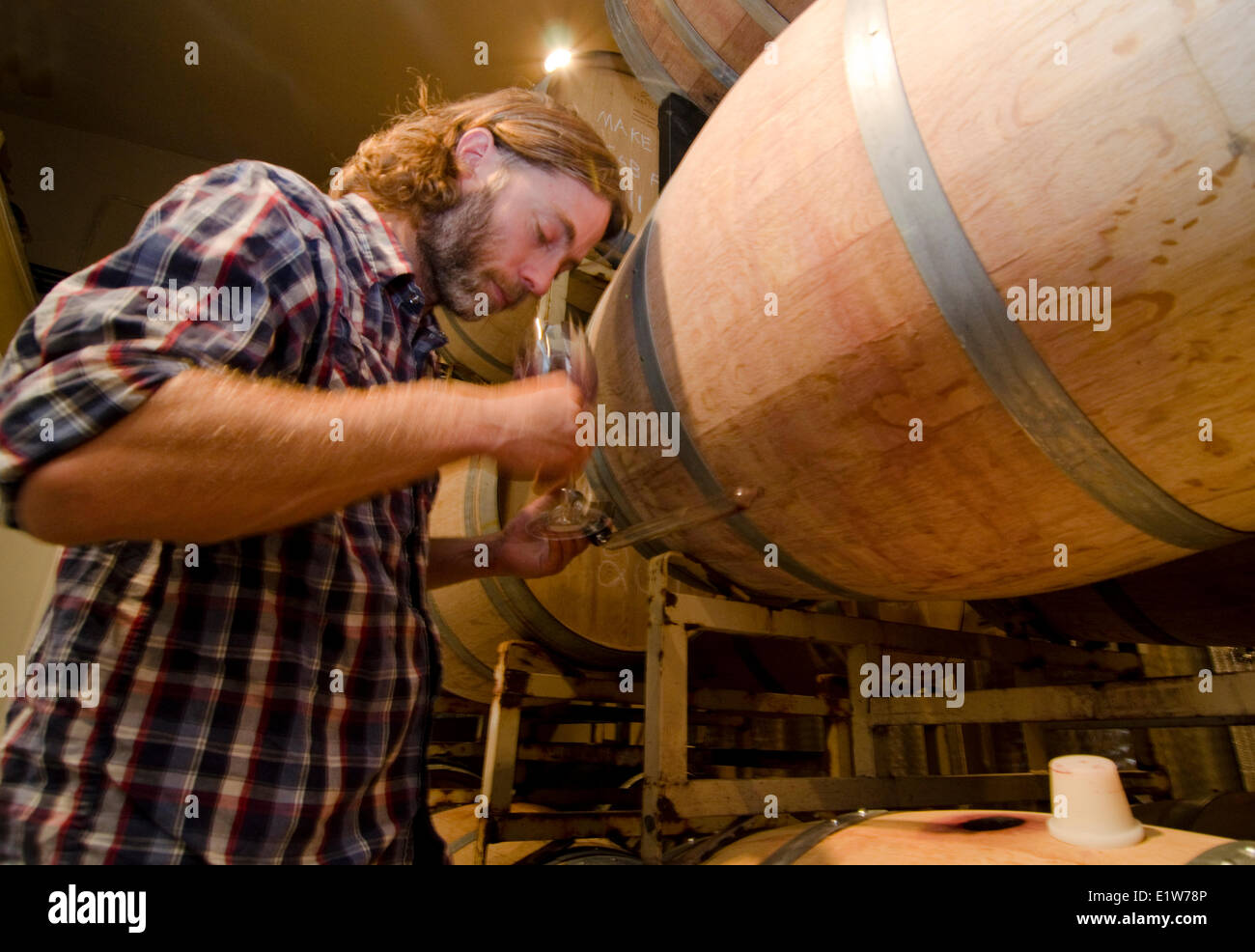 Winemaker inspects wine in the barrel room of Eau Vivre winery in Keremeos in the Similkameen region of British Columbia, Canada Stock Photo