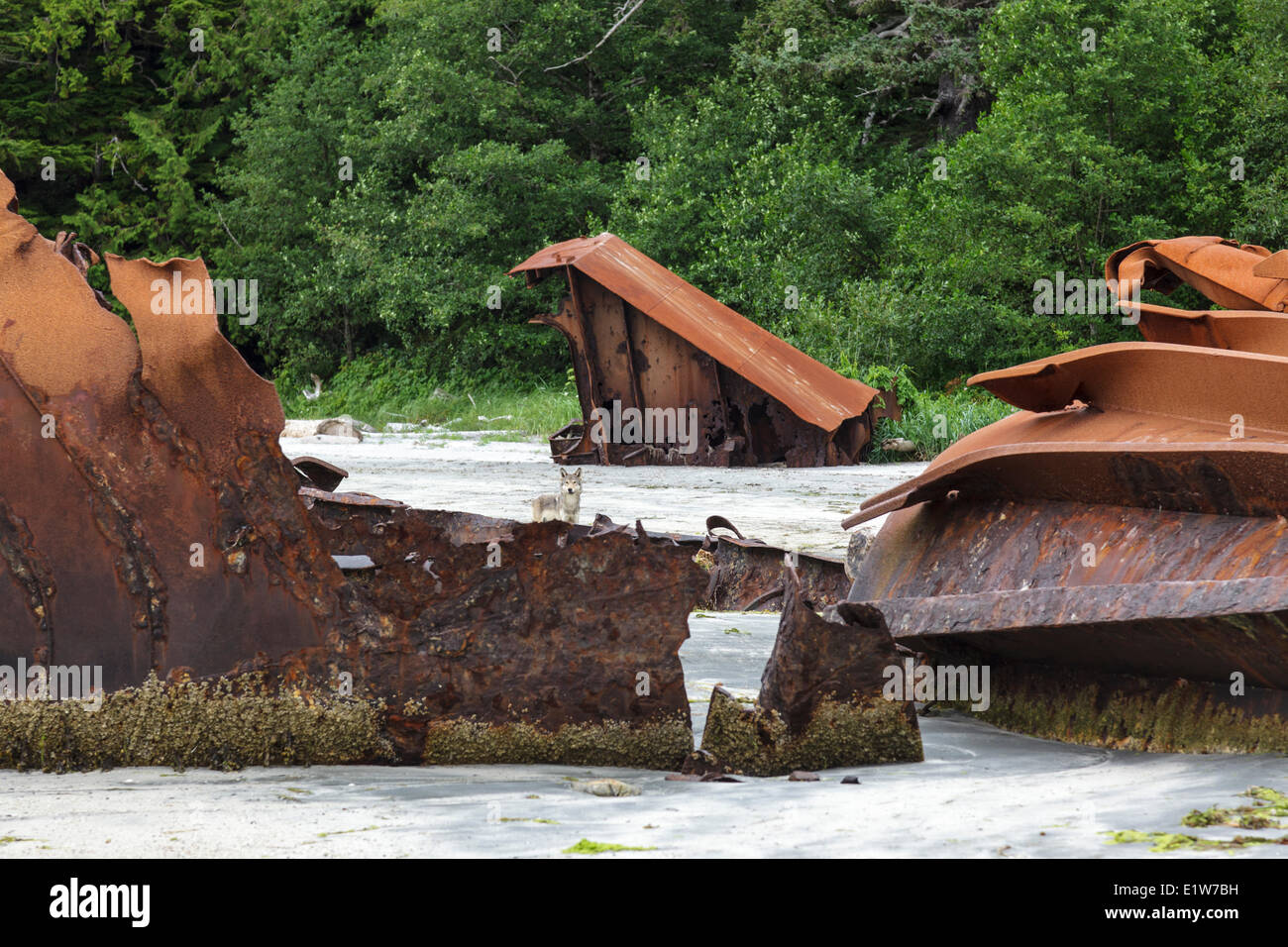 A lone Timber Wolf (Canus lupus) roams among the remains an old shipwreck at Louie Bay on Nootka Island British Columbia Canada. Stock Photo