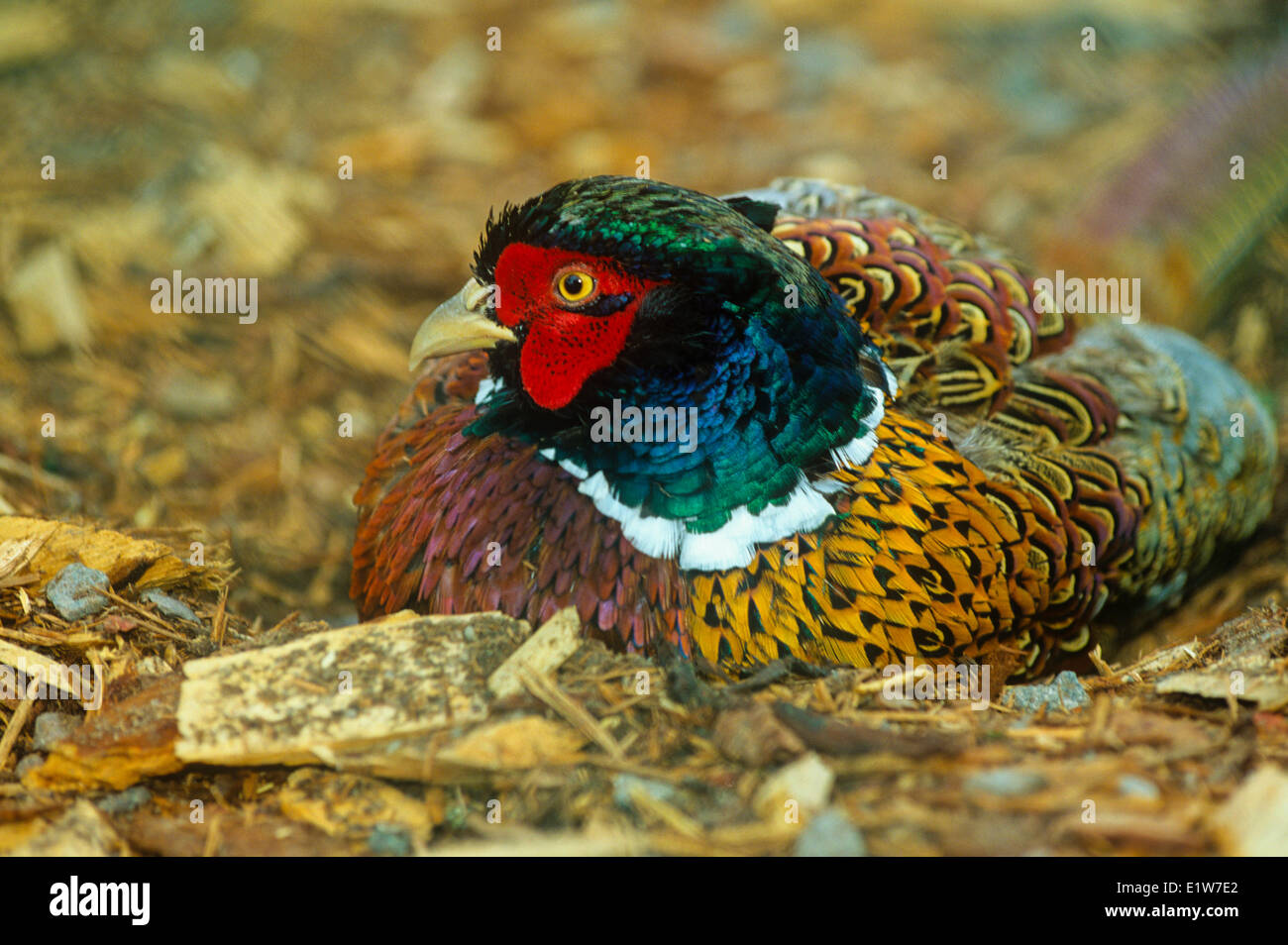 Ring-necked Pheasant, (Phasianus colchicus) Stock Photo