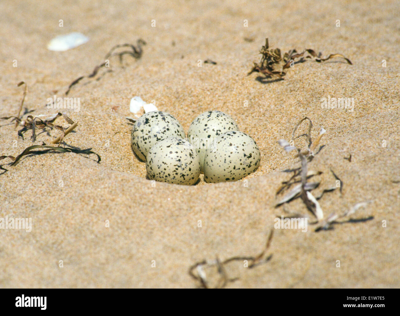 Piping Plover eggs, (Charadrius melodus), Prince Edward Island National Park, Canada Stock Photo