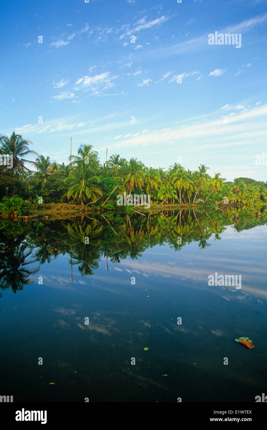 Coconut trees on coastline, Cahuita, Costa Rica Stock Photo