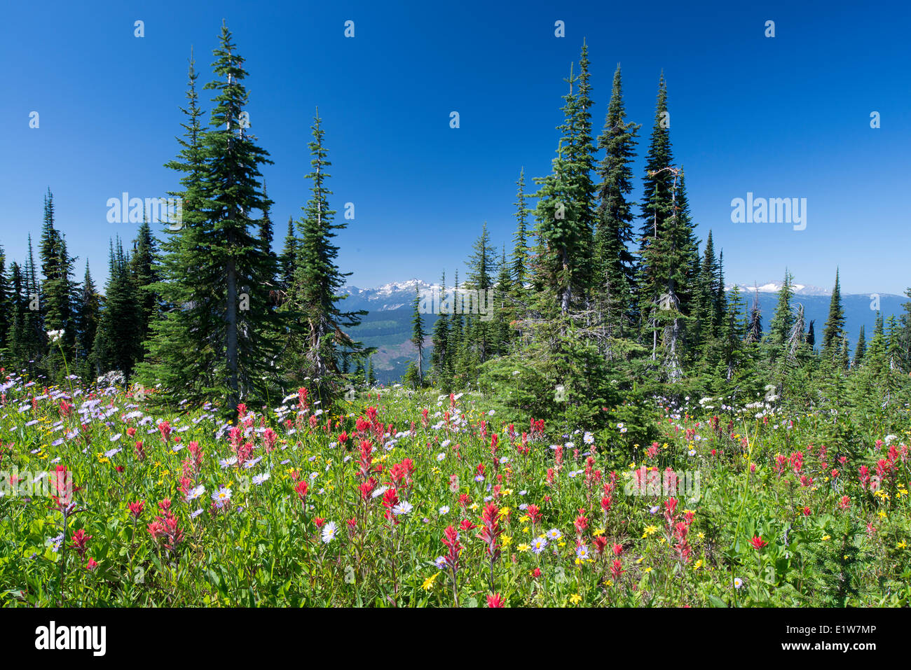 Subalpine daisy (Erigeron peregrinus Common Red Paintbrush (Castilleja miniata,) Mountain arnica (Arnica latifolia,) Subalpine Stock Photo