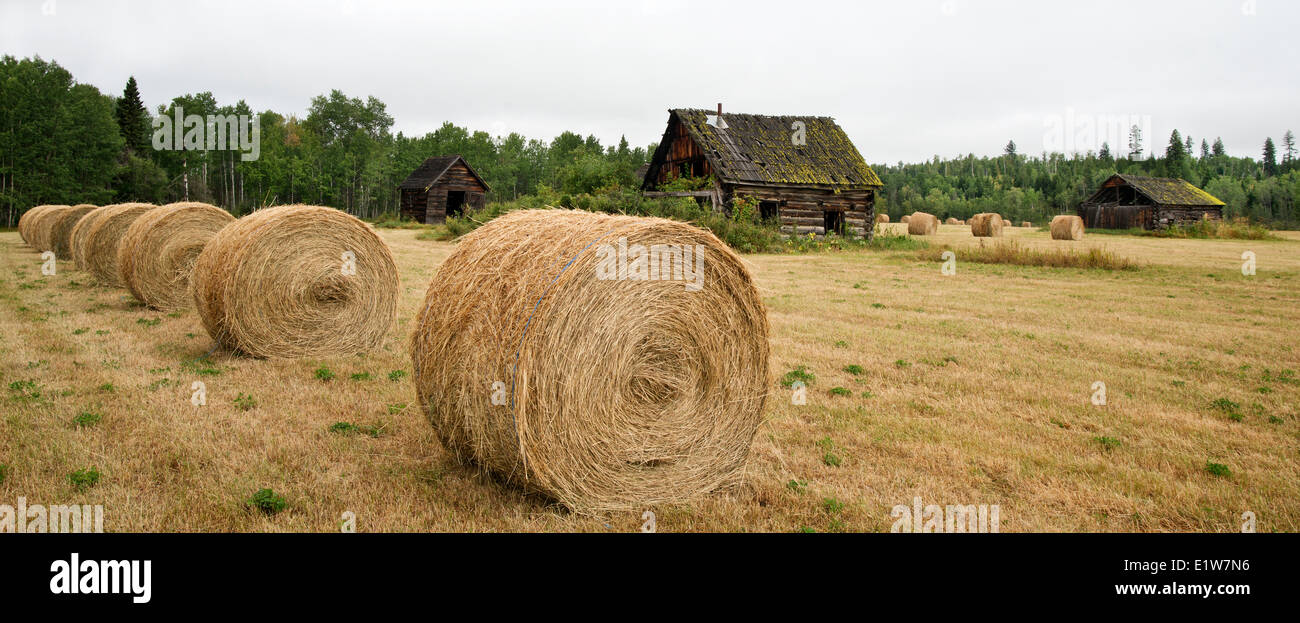 panoramic harvested hay field with rustic old settlement buildings