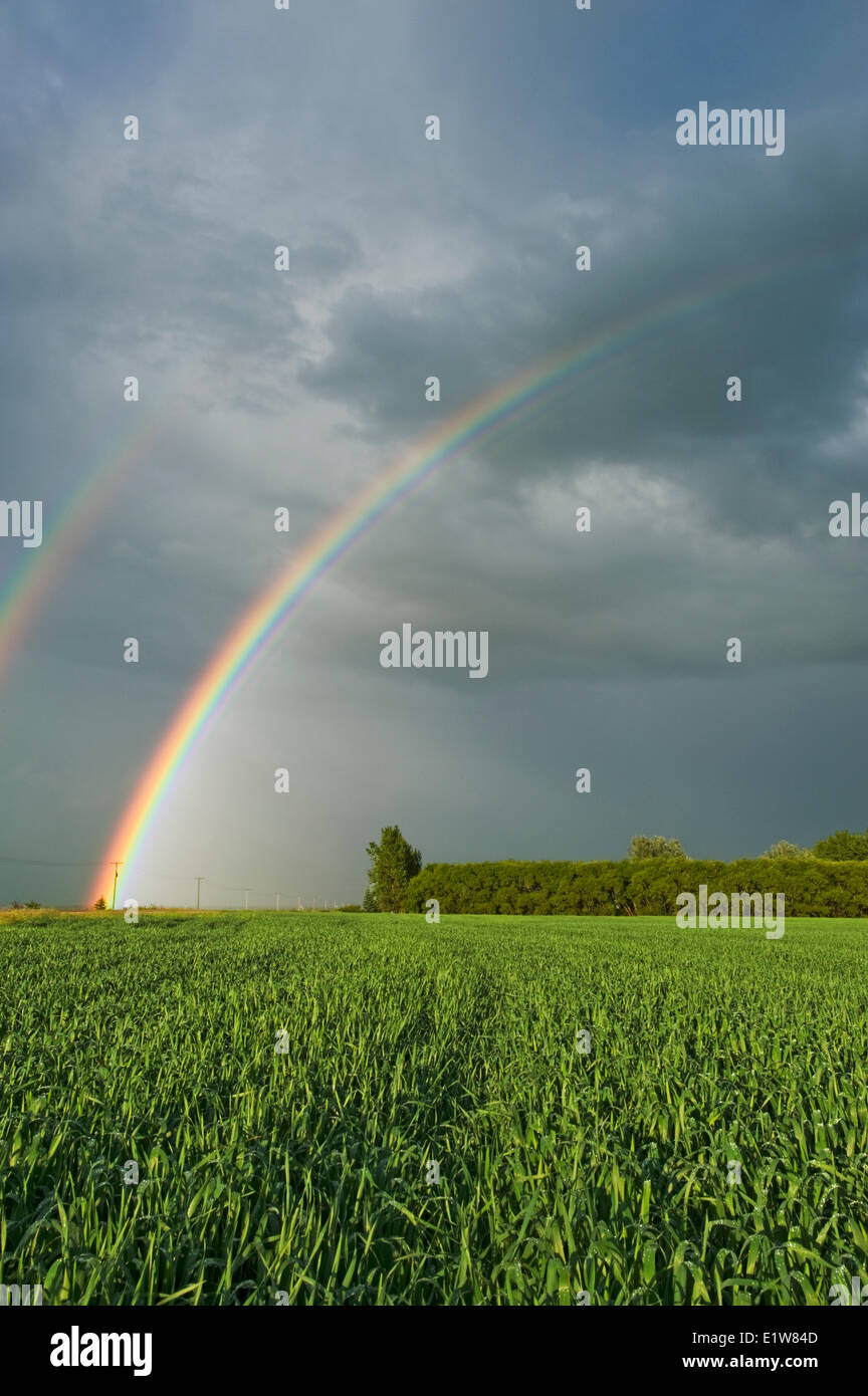 Early growth grain field and sky with rainbow near Anola, Manitoba