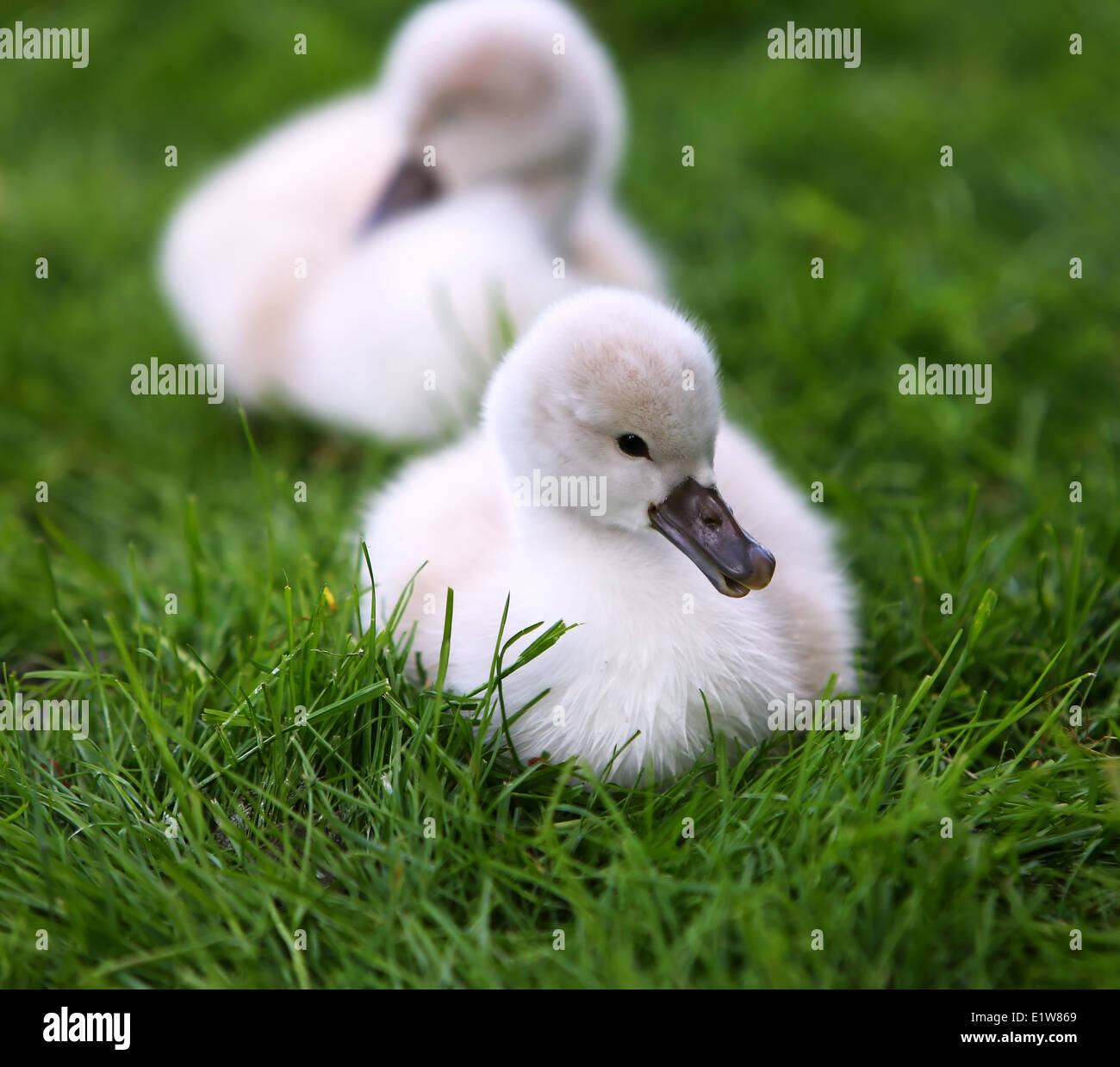 White swan and hires stock photography and images Alamy