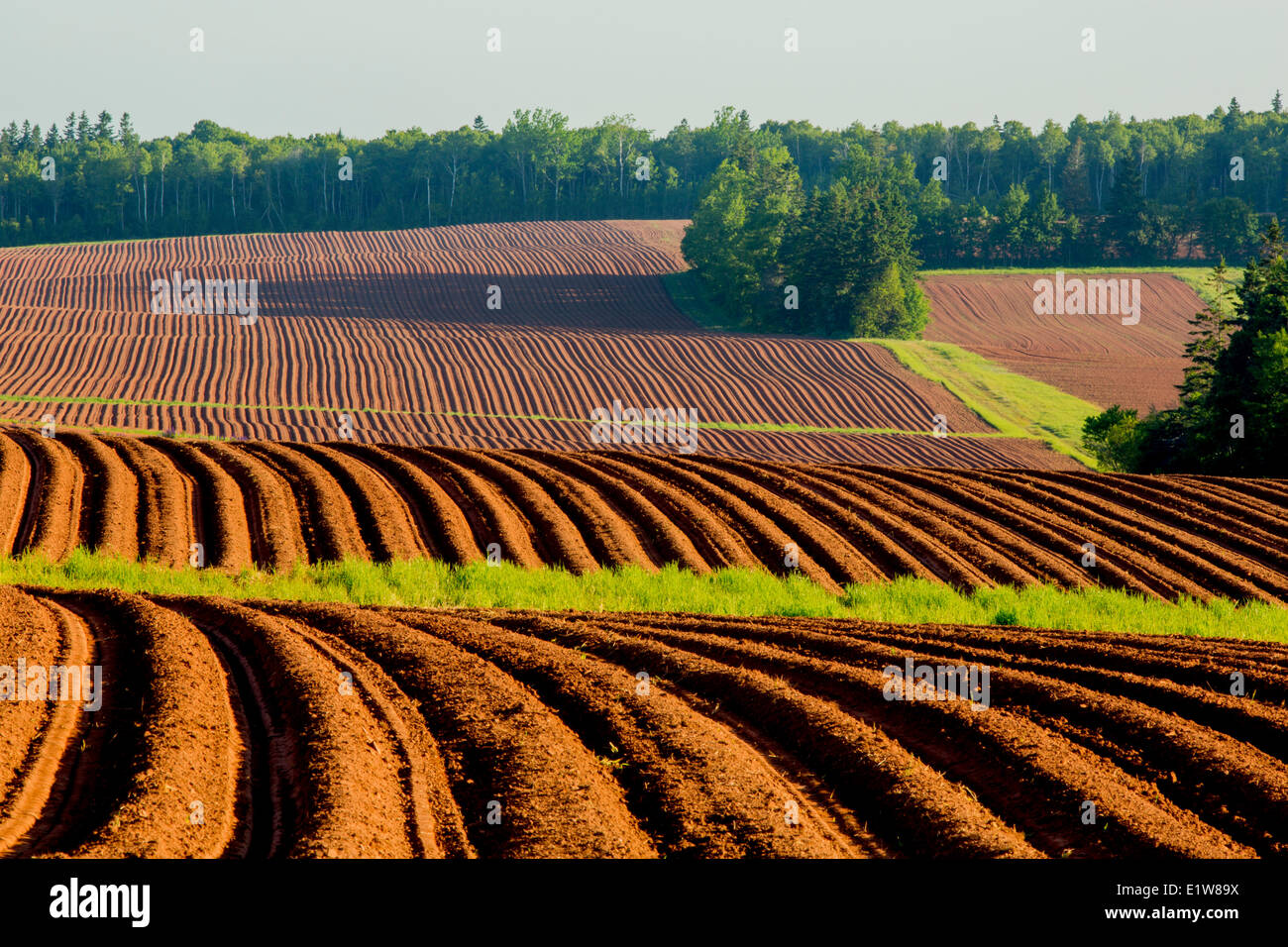 Ploughed potato fields, Crapaud, Prince Edward Island, Canada Stock