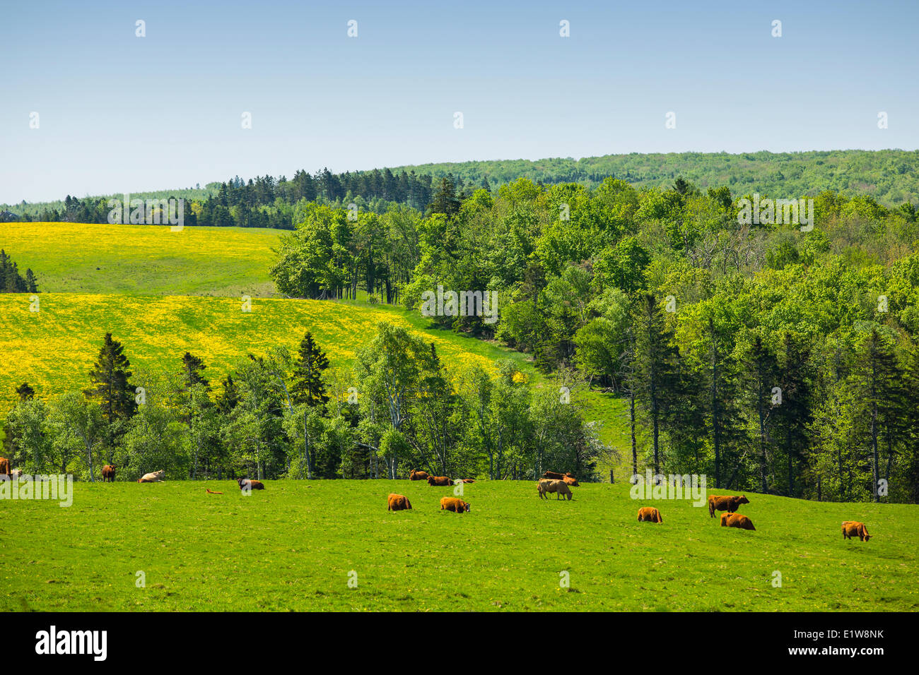 Cattle, Pleasant Valley, Prince Edward Island, Canada Stock Photo Alamy