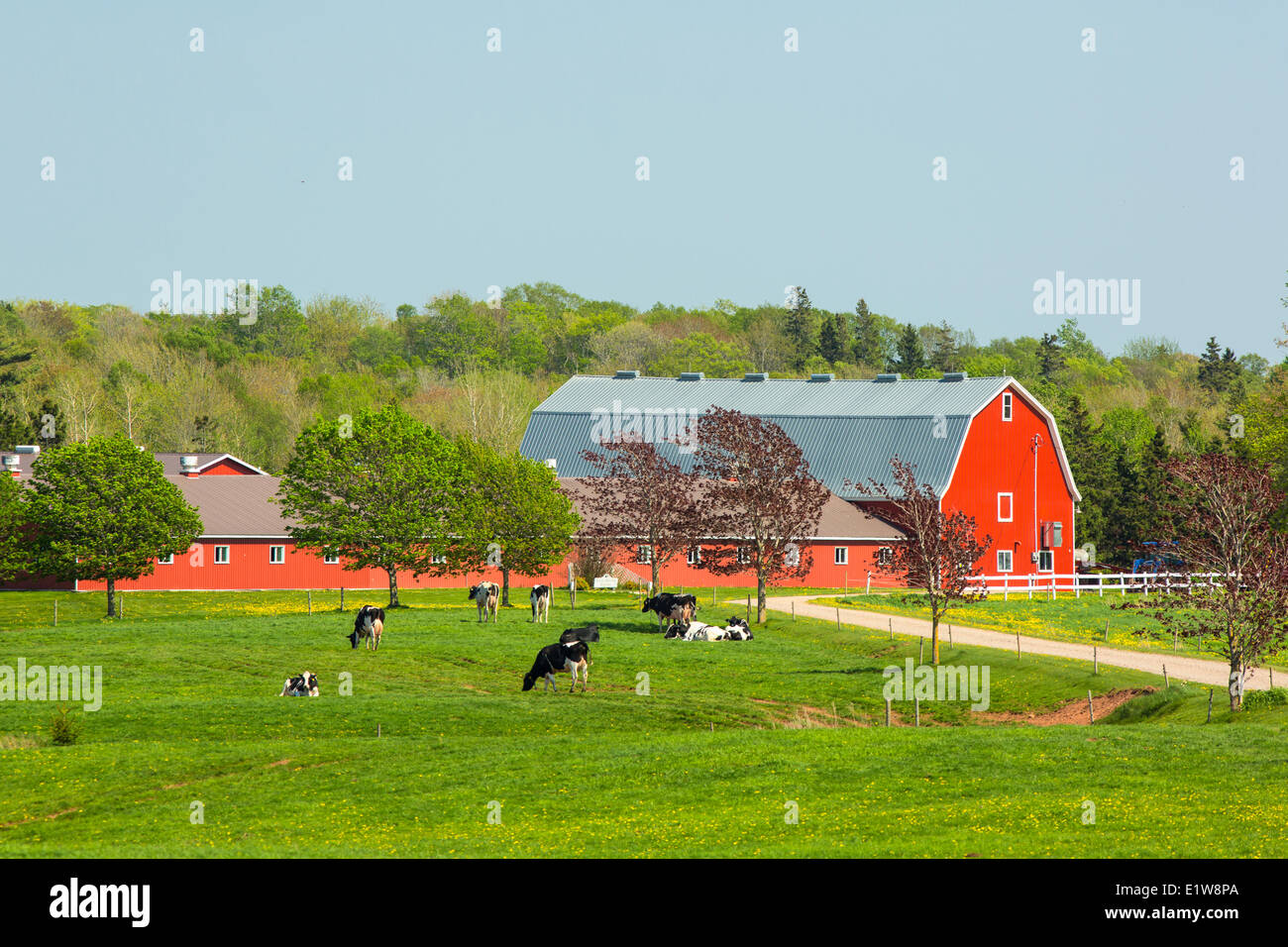 Dairy farm, Marshfield, Prince Edward Island, Canada Stock Photo Alamy