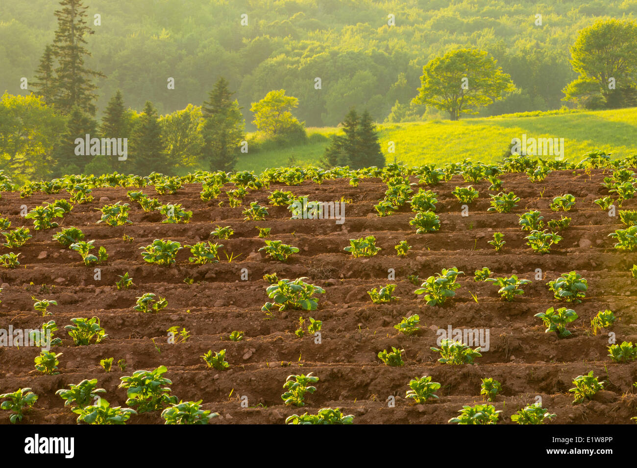Potatoe field, Kingston, Prince Edward Island, Canada Stock Photo