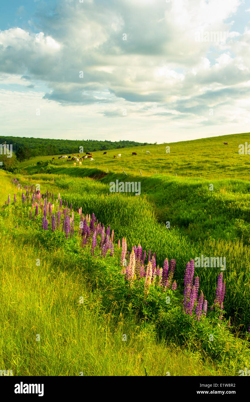 Lupines and cattle grazing, Pleasant Valley, Prince Edward Island, Canada Stock Photo