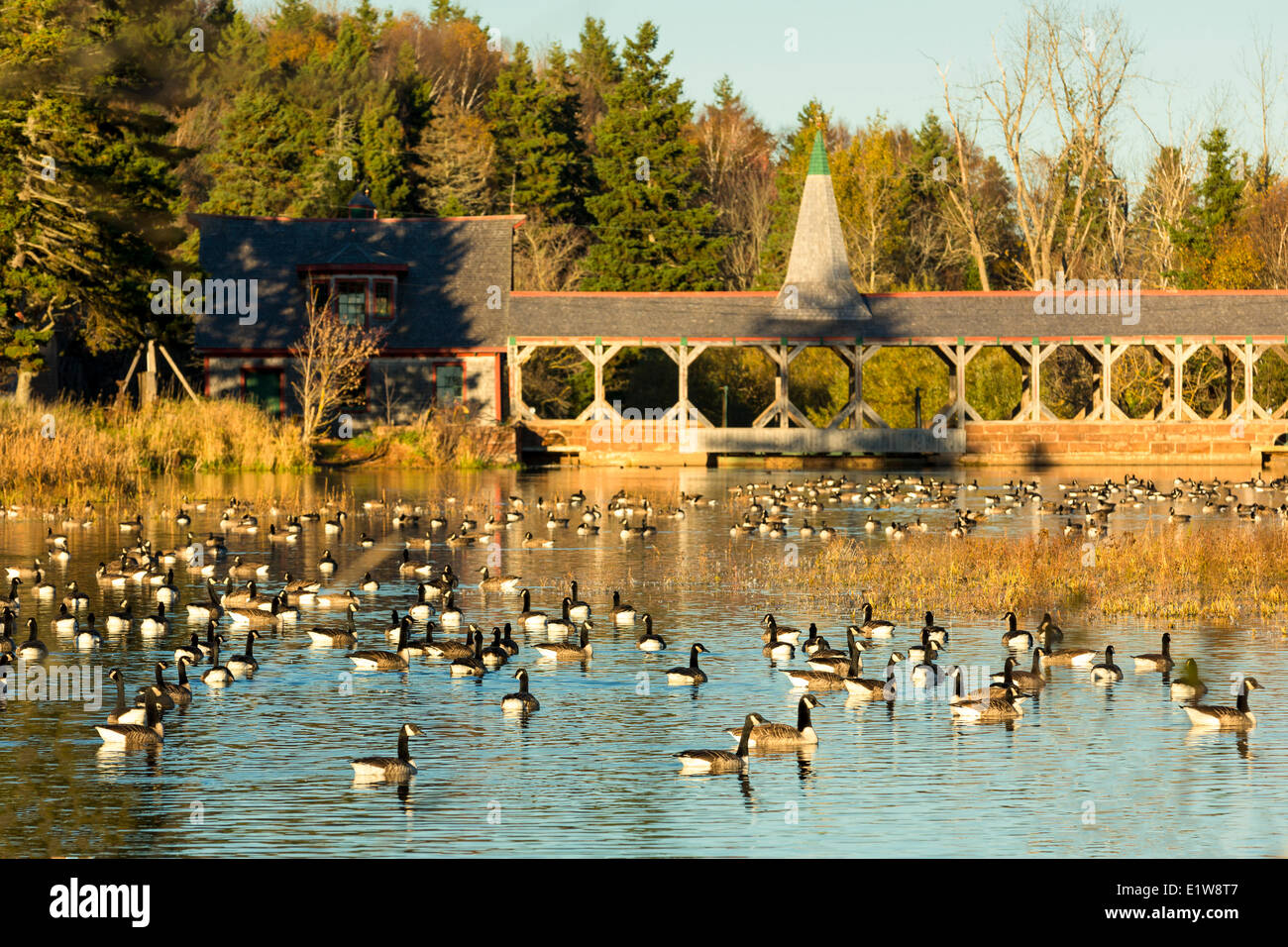 Canada Geese in front of covered bridge, Hunter River Pond, Prince Edward Island, Canada Stock Photo