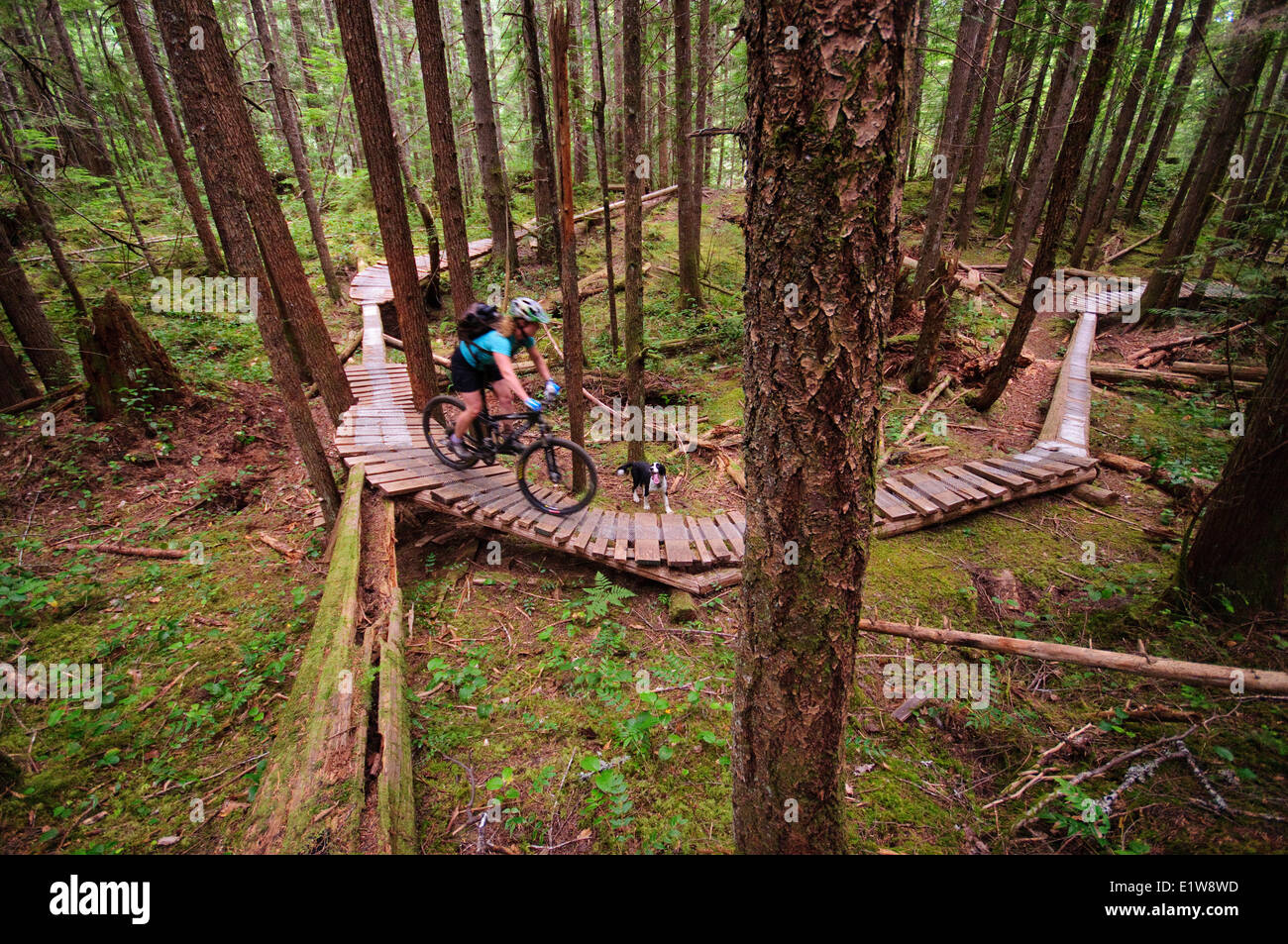 Mountain biking in Cumberland Vancouver Island British Columbia Canada Stock Photo Alamy