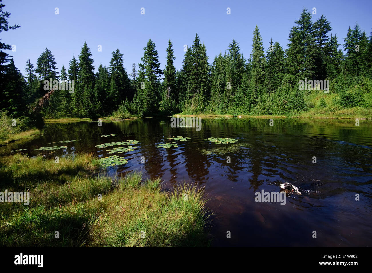 Dog swimming in the Hollyburn Lakes area. Hollyburn Mountain, West Vancouver, British Columbia. Canada Stock Photo