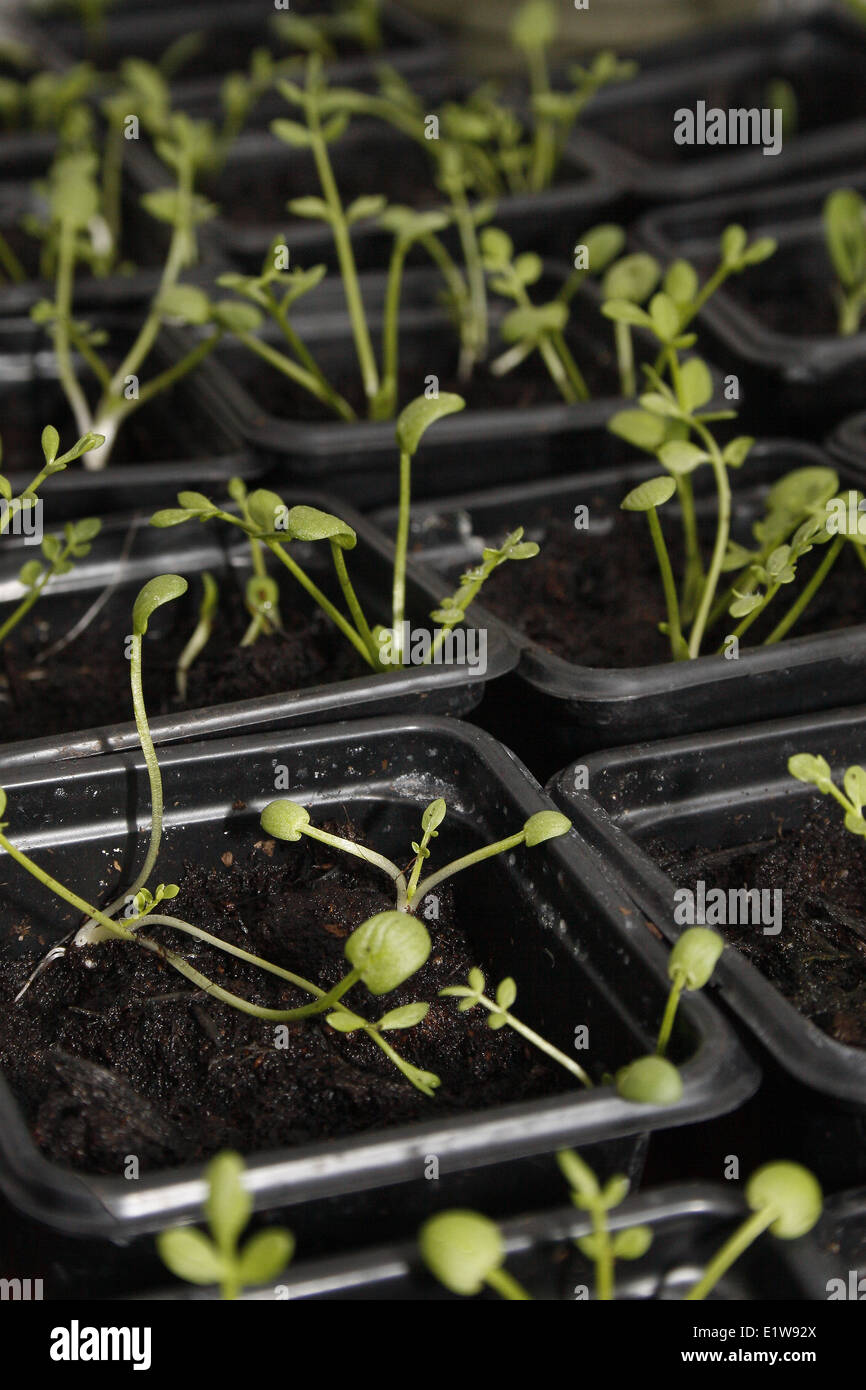 poached egg plant seedlings in pots Limnanthes douglasii Stock Photo