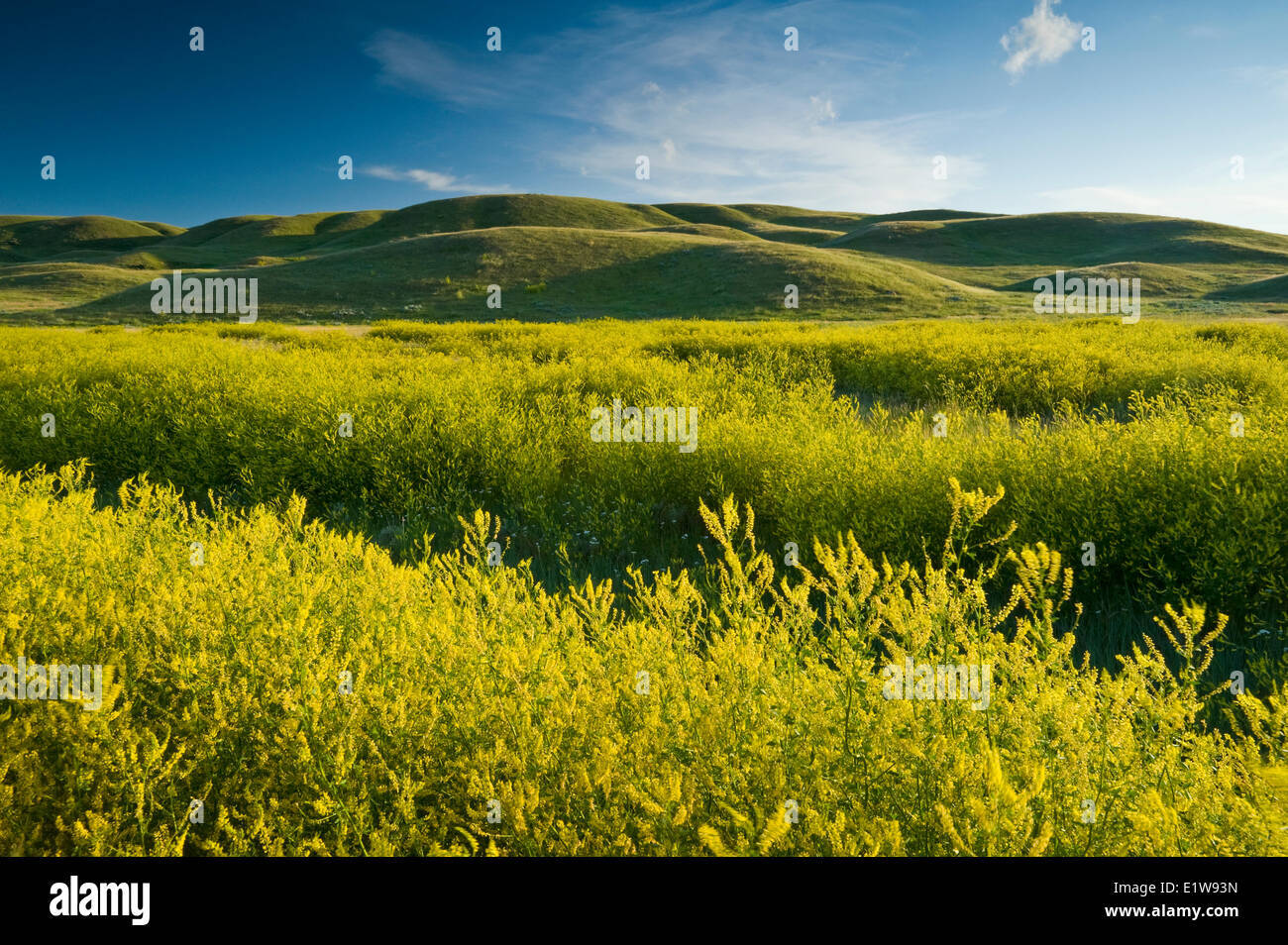Sweet yellow clover, West Block, Grasslands National Park, Saskatchewan