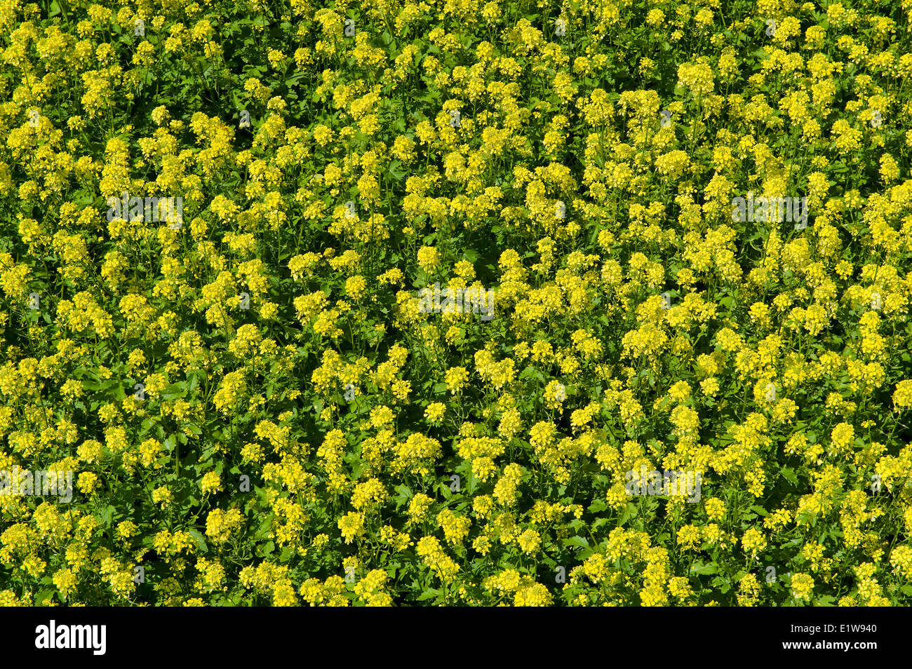 Blooming mustard field hires stock photography and images Alamy