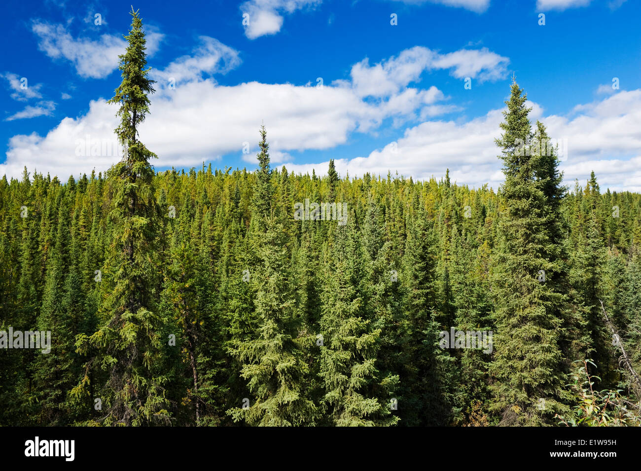 Forest, north of La Ronge, Saskatchewan, Canada Stock Photo Alamy