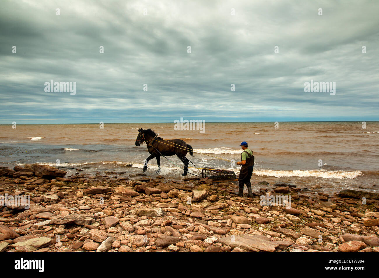 Irish Moss fisherman and Horse, North Cape, Prince Edward Island, Canada Stock Photo