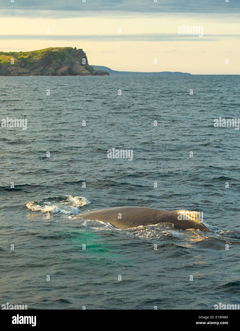 Humpback Whale spouting, (Megaptera novaeangliae, Witless Bay Ecological Reserve, Newfoundland, Canada Stock Photo