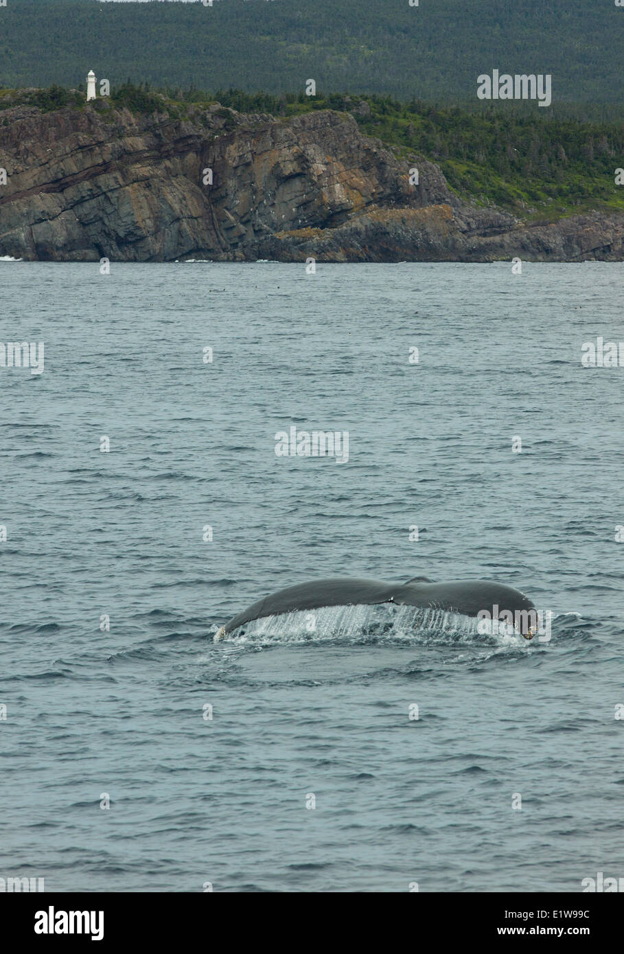 Humpback Whale flukes, (Megaptera novaeangliae, Witless Bay Ecological Reserve, Newfoundland, Canada Stock Photo