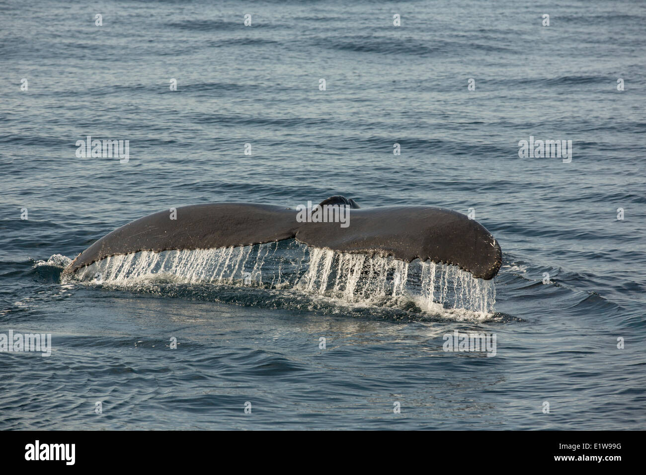 Humpback Whale flukes, (Megaptera novaeangliae, Witless Bay Ecological Reserve, Newfoundland, Canada Stock Photo