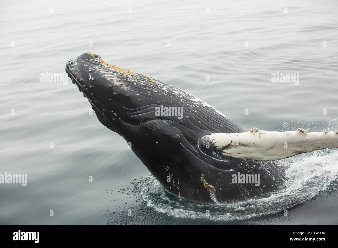 Humpback Whale, (Megaptera novaeangliae), breaching, Witless Bay Ecological Reserve, Newfoundland, Canada Stock Photo