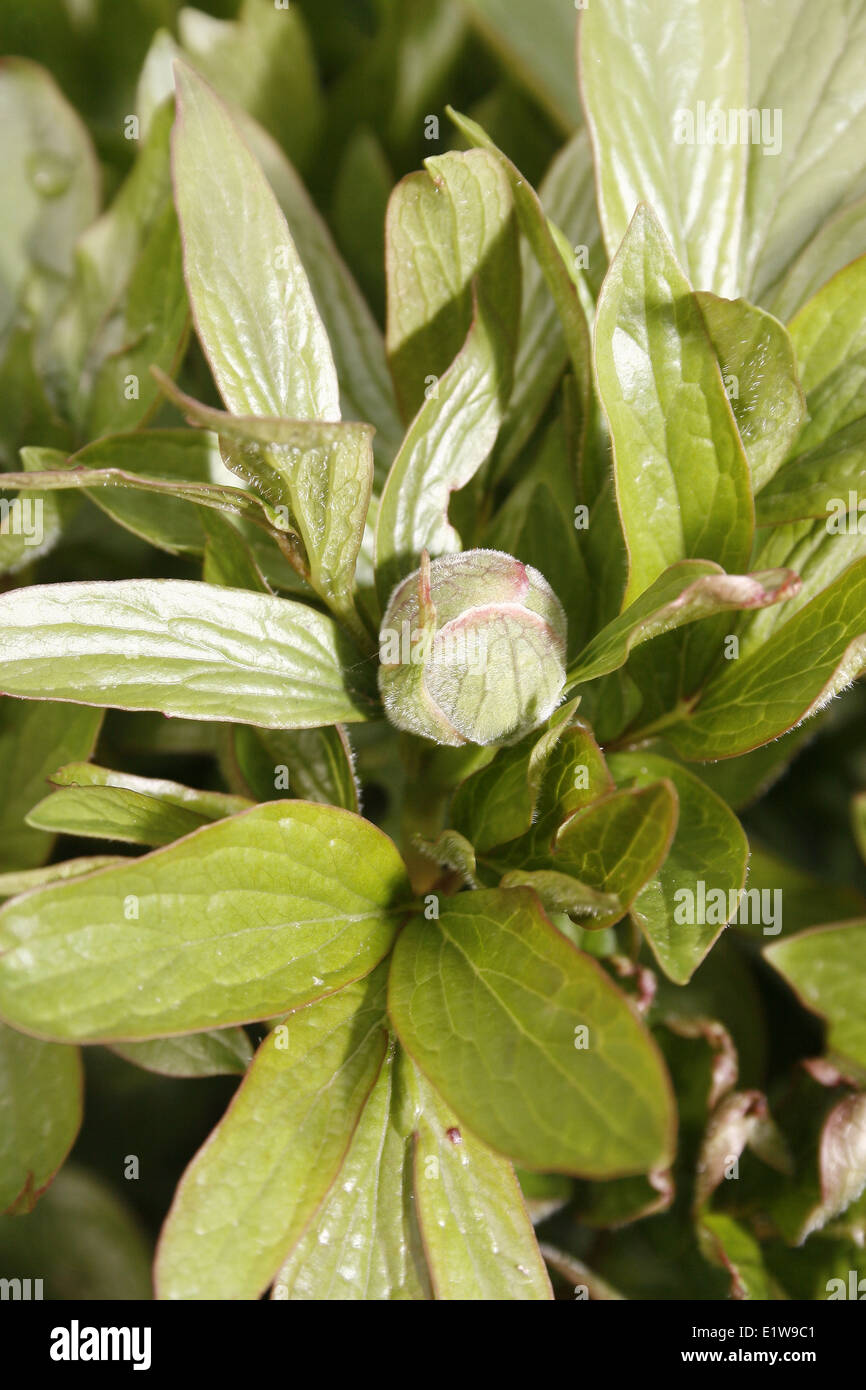 peony bud and leaves in garden Paeonia Stock Photo
